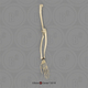 Capuchin Arm, Articulated w/ Articulated Rigid Hand (no Scapula)