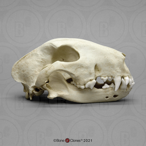 White Bull Terrier Skull