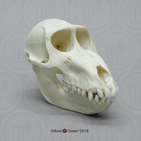 Female Mandrill Baboon Skull