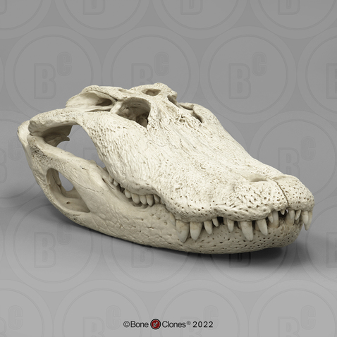 29 1/2 Inch Alligator Skull