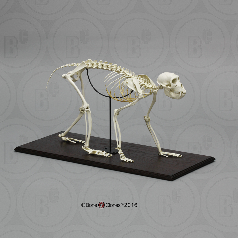 Rhesus Macaque Skeleton, Articulated - Bone Clones, Inc. - Osteological