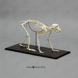 Rhesus Macaque Skeleton, Articulated
