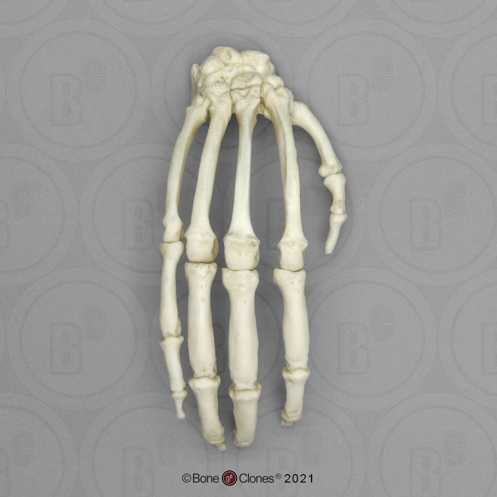 human hand and chimpanzee hand