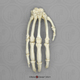 Articulated Chimp Hand