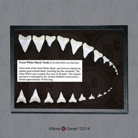 Great White Shark Teeth (Replica) Set of 23
