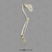 Rhesus Macaque Arm, Articulated with Scapula