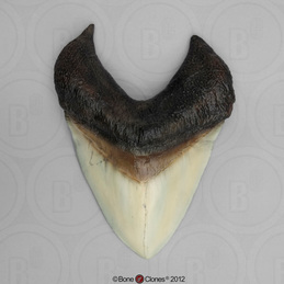 Great White Shark Tooth (Replica) - Bone Clones, Inc. - Osteological  Reproductions