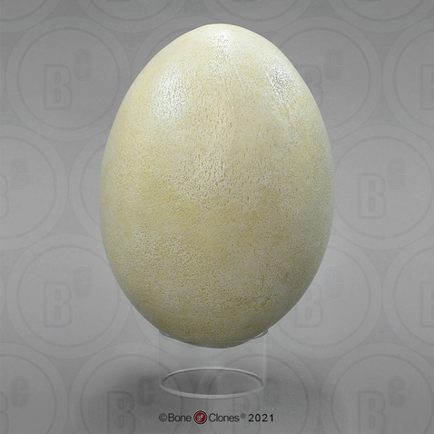 Fossil Giant Elephant Bird Egg