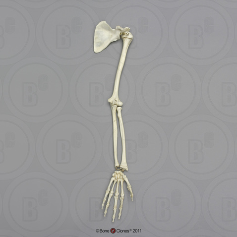 Human Adolescent Arm, Articulated with Scapula