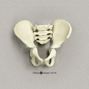 Archaic Human 5-year-old Child Articulated Pelvis Assembly