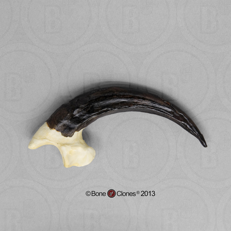 Harpy Eagle Talon - Bone Clones, Inc. - Osteological Reproductions