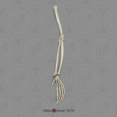 Male Orangutan Arm, Articulated w/ Articulated Rigid Hand (no Scapula)