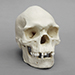 Human Male Australian Aboriginal Skull