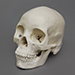 Human Female Asian Economy Skull