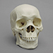 Human Male African Skull