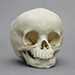 15-month-old Human Child Skull
