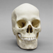Human Female European Skull