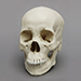 Human Female Asian Skull