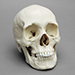 Human Female African-American Skull