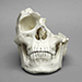 Human Male Skull with Machete Wounds