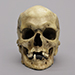 Human Masculinized Female Skull
