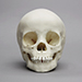 3-year-old Human Child Skull