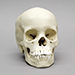 13-year-old Human Child Skull