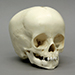 1-year-old Human Child Skull