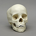 8-year-old Human Child Skull