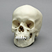 9-year-old Human Child Skull