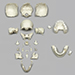 Human Medical Study Skull