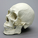 Human Healed Trauma Skull