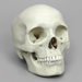 Human Female Asian Skull