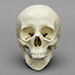 Human Female Skull with Down syndrome