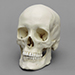 Human Female European Skull