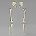 Human Fracture Set