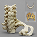 Human 68-year-old Male Ossified Set