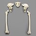 Human 39 Year Old Female Postcranial Set