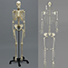 Human Male Asian Skeleton