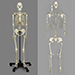 Human Female Asian Skeleton