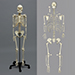 Human Male Asian Robust Skeleton