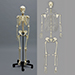 Human Adolescent Skeleton