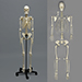 Human Female European Skeleton