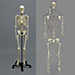 Human Male European Skeleton
