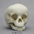 15-month-old Human Child Skull