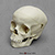 5-year-old Human Child Skull, Calvarium Cut