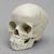 5-year-old Human Child Skull, with Dentition Exposed