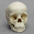 5-year-old Human Child Skull