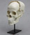 Articulated Human Medical Study Skull