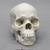 Human Male African-American Skull